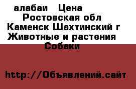 алабаи › Цена ­ 8 000 - Ростовская обл., Каменск-Шахтинский г. Животные и растения » Собаки   